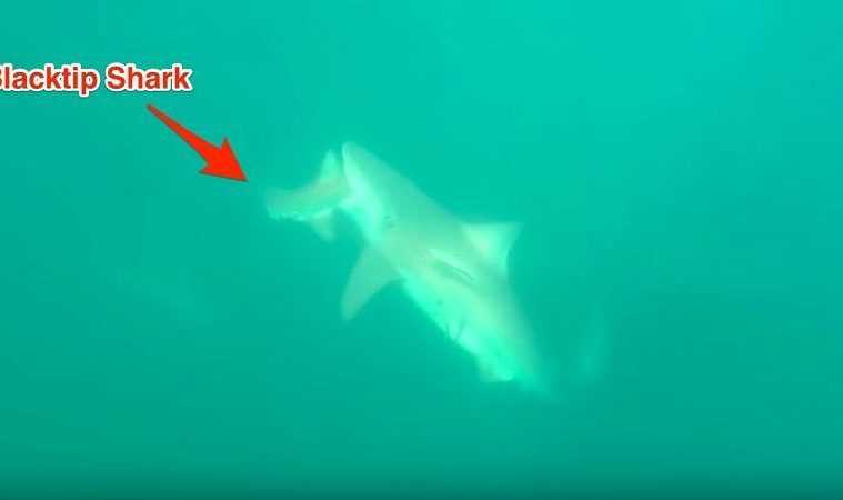 Florida Shark Bites Another Shark In Half Featured