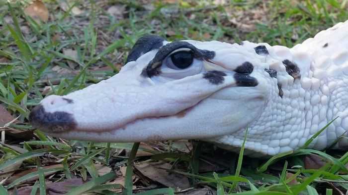 Snowball And Blizzard Meet The World's First Piebald Alligator And An Extremely Rare Leucistic Alligator In Florida Pictures 002