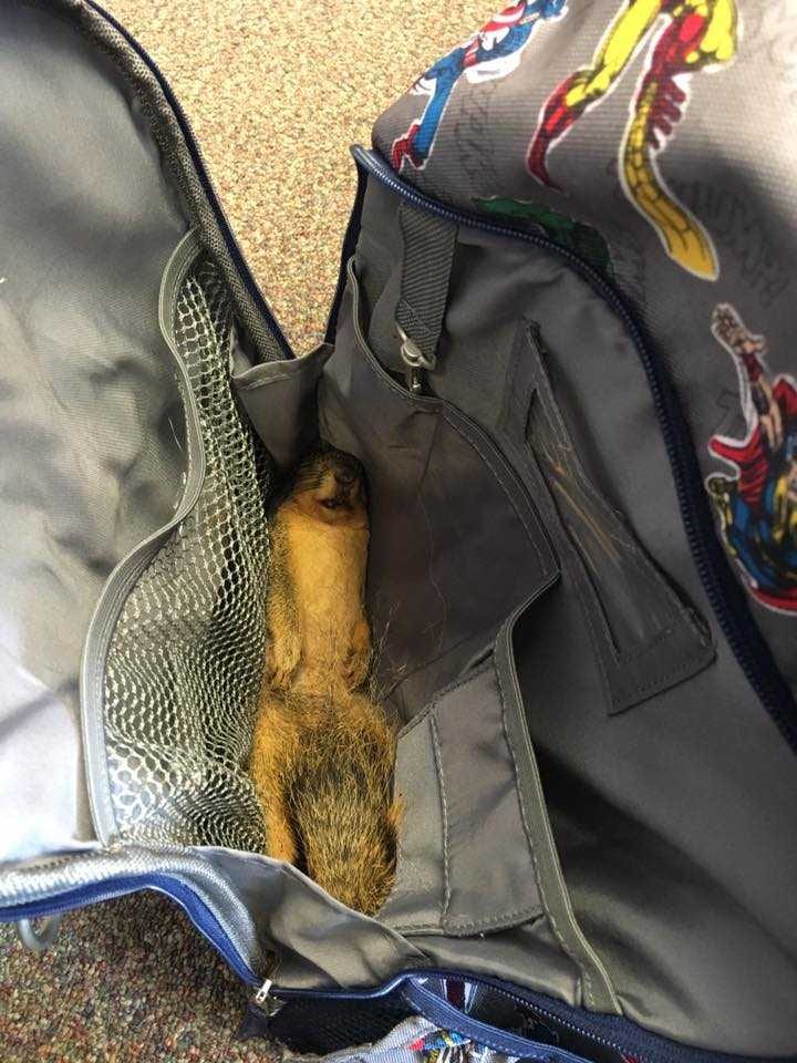 ThisKidTookADeadSquirrelToSchoolAndToldHisPrincipalItIsForMakingDumplingsPictures