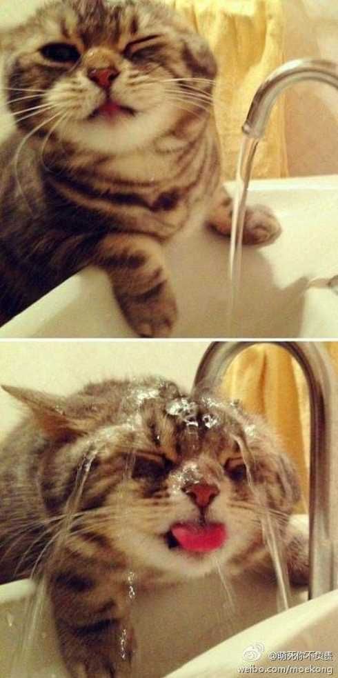 22Ofthefunniestpicturesever017
