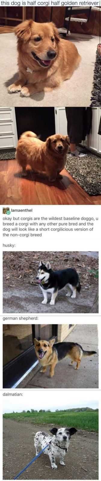 66 Funny Pictures Corgi Rules Ok