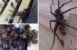 Honey Bees Attack And Kill A Huge Spider