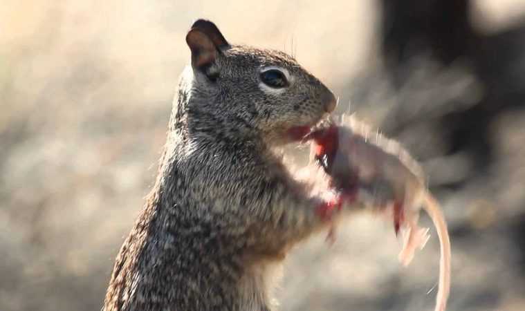 Squirreleatingamousefeatured