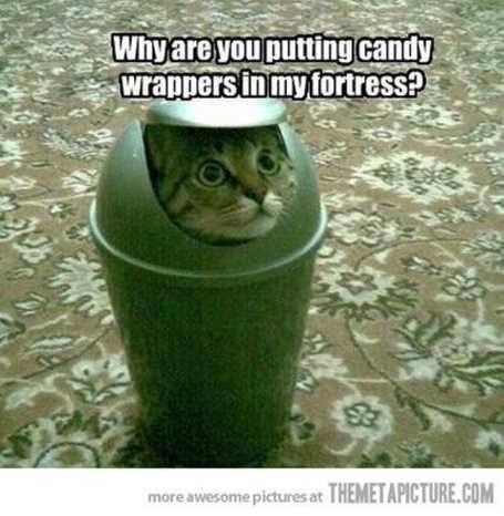 Catinatrashcan