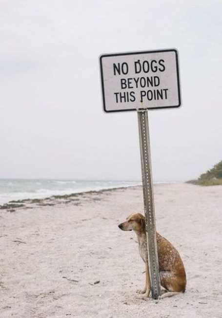Dogsittingbynodogsallowedsign