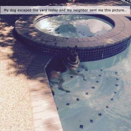 Germanshepardinpool