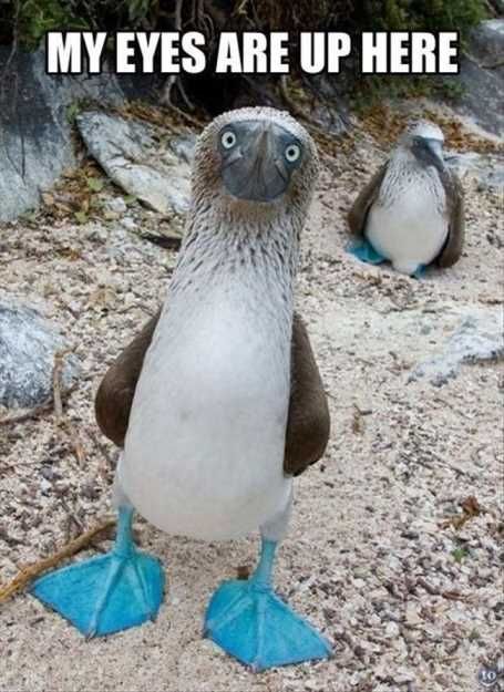 Myeyesareupherebirdwithbluefeet