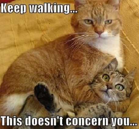 Twocatshugging