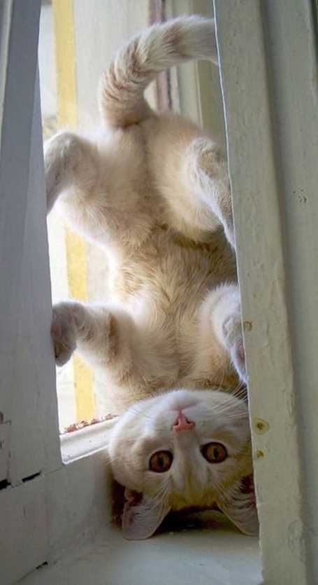 Upsidedowncat