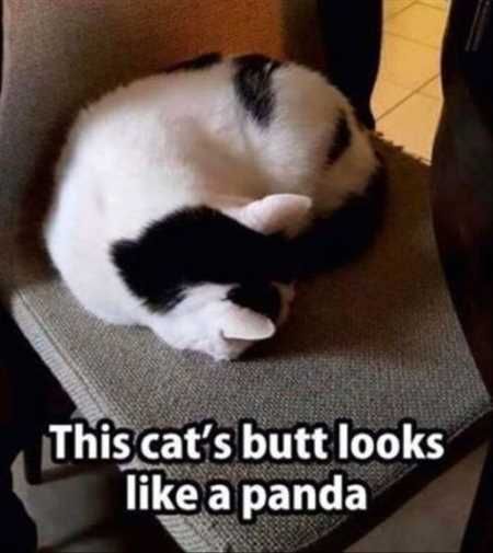 Funny Animal Pictures Youre Going To Love 006