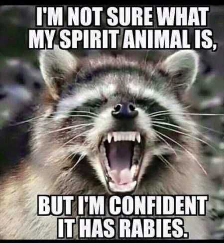 Funny Animal Pictures Youre Going To Love 015