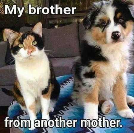 Funny Animal Pictures Youre Going To Love 019