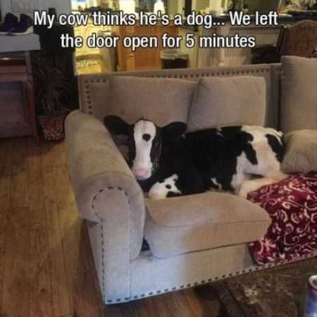 Funny Animal Pictures Youre Going To Love 024