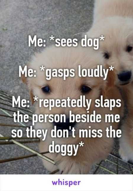 Funny Animal Pictures Youre Going To Love 033