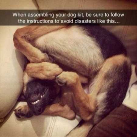 Funny Animal Pictures Youre Going To Love 034
