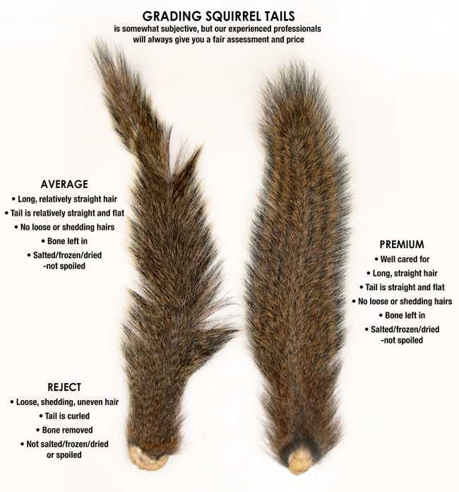 Hunt Squirrels Mepps Wants To Buy Your Squirrel Tails