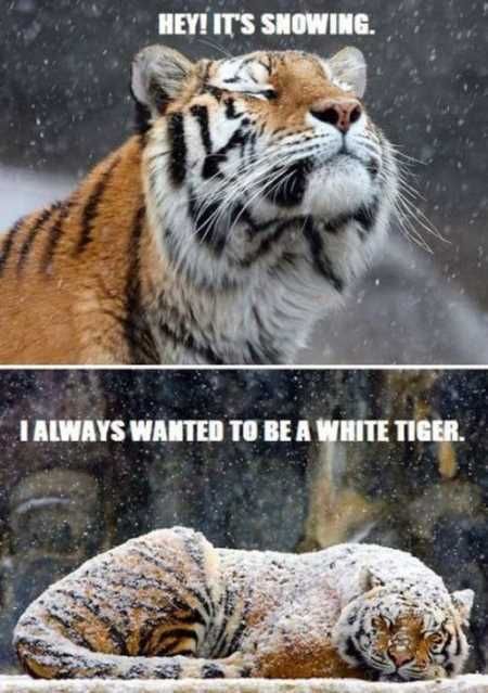 Super Funny And Cute Animal Pictures 002