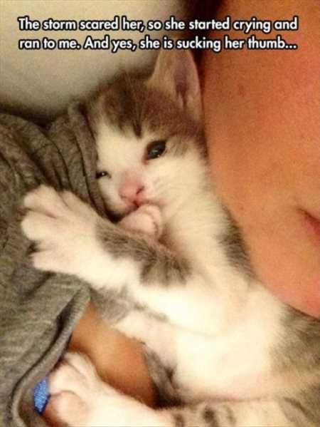 Super Funny And Cute Animal Pictures 006