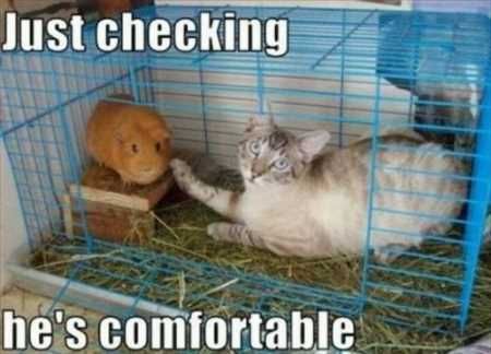 Super Funny And Cute Animal Pictures 015