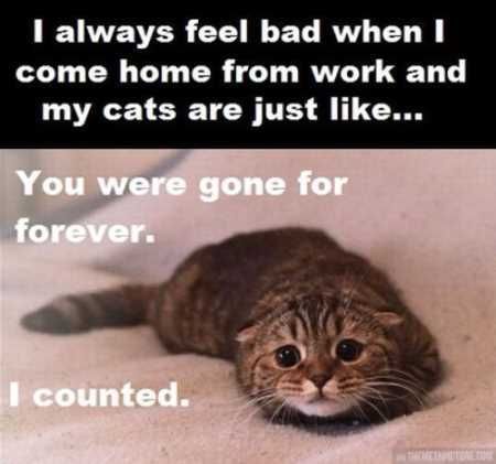 Super Funny And Cute Animal Pictures 016