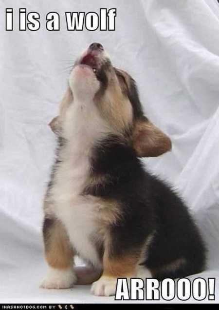 Super Funny And Cute Animal Pictures 017