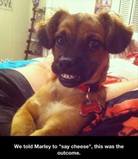 Super Funny And Cute Animal Pictures 024