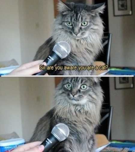 Super Funny And Cute Animal Pictures 030