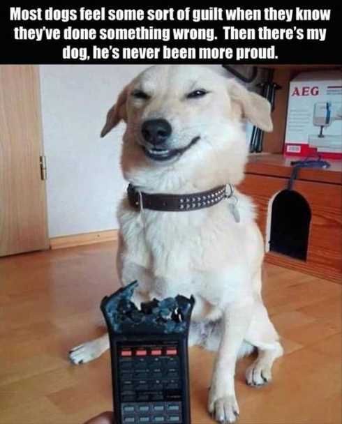 Very Funny Pictures 022