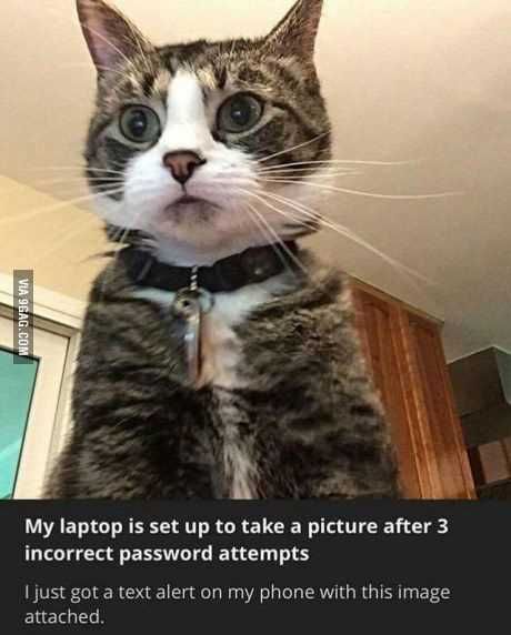 Accidentalcatpicturelaptop