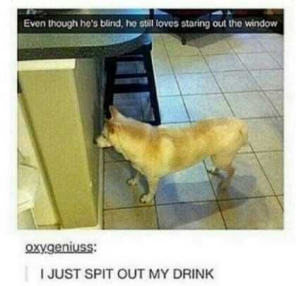 Blind Dog Stares At The Wall Thinks It Is A Window