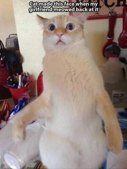Cat Giving A Crazy Look