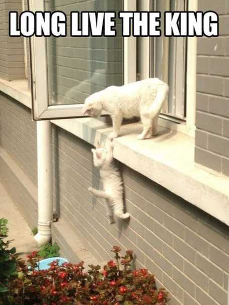 CatHelpingAnotherCatClimbInTheWindow
