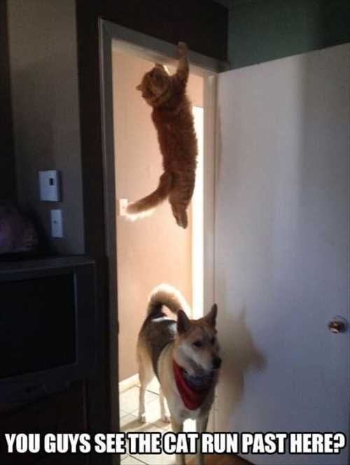 Cathidingfromdog