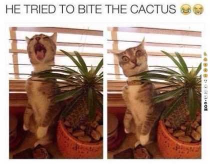 Cat Tried To Be A Cactus