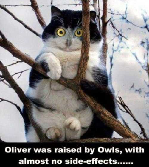 Catwasraisedbyowlscatinatree