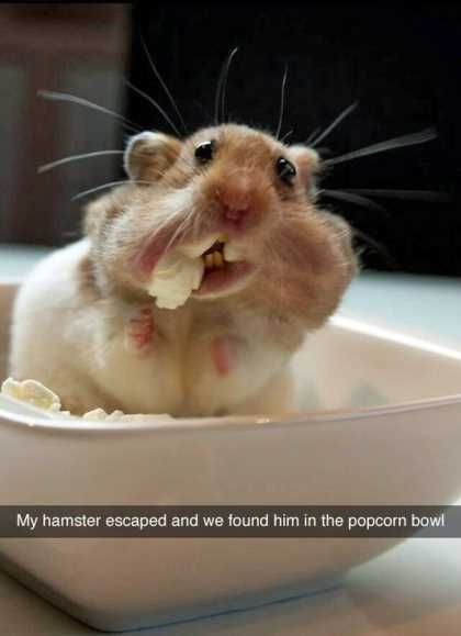 Derpy Hamster