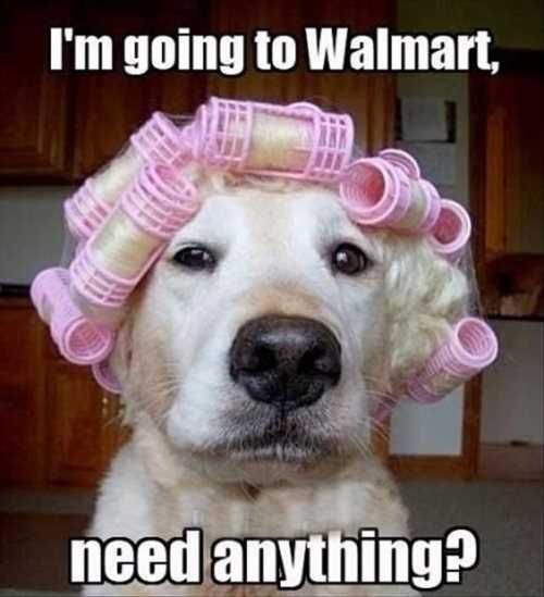 Doggoingtowalmartwithcurlersinitshair