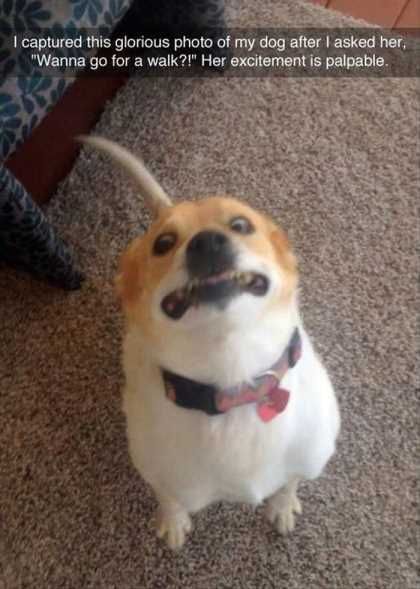 Dog Is Happy To Go On A Walk
