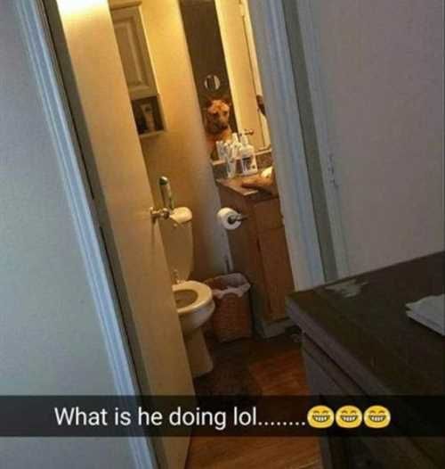 Dogusinghumansrestroom