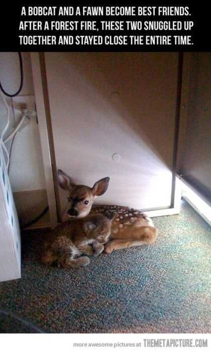 Fawn And Baby Bobcat Snuggling