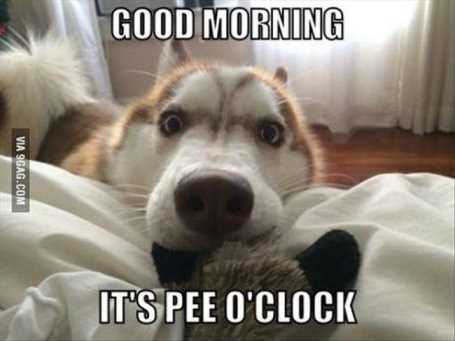 FunnyDogNeedsToGoPee