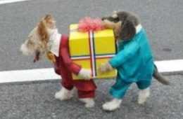 Funnylittledogcostume 28 Super Funny Pictures