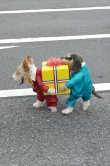 FunnyLittleDogCostume 28 Super Funny Pictures