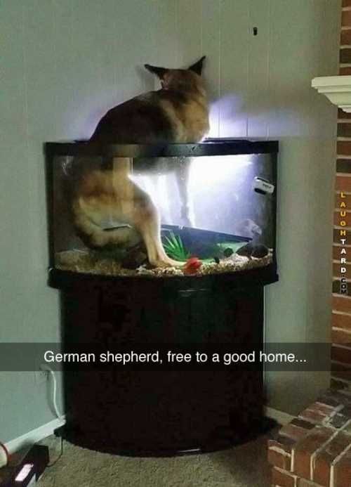 Germanshepardinthefishtank