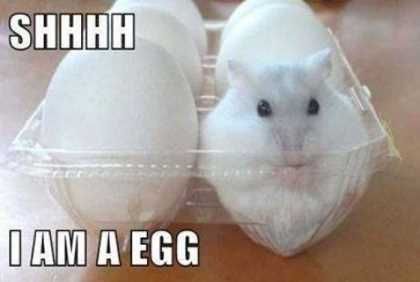 Hamster In Egg Carton