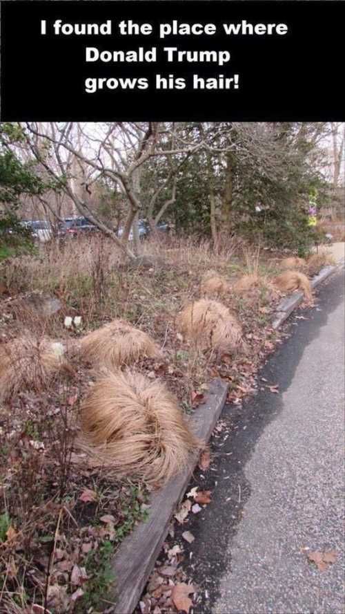 Ifoundwheredonaldtrumpgrowshishair