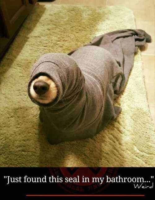 Littledogstuckinashirtlookslikeababyseal