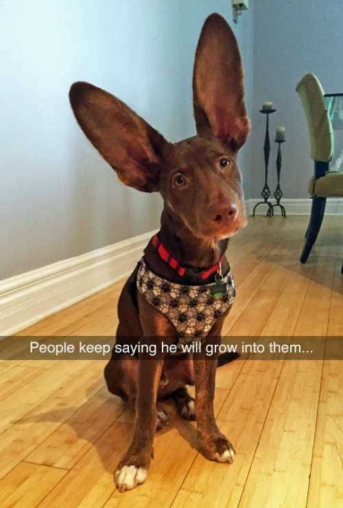 Littledogwithhugeears