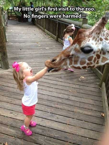 LittleGirlFeedingAGiraffe