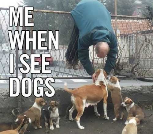 Mewheniseemydogs